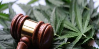 Cannabis Crossroads: Record US Demand Meets Federal Gridlock